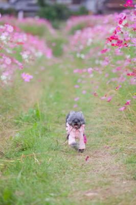 コスモス畑でランランラン