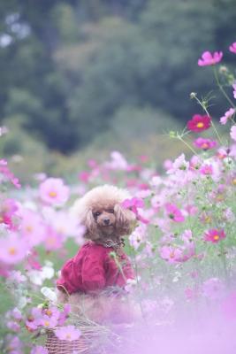 コスモスとボク