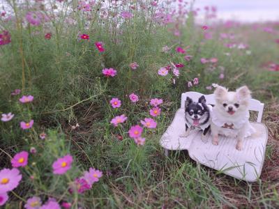 コスモス畑でひと休み