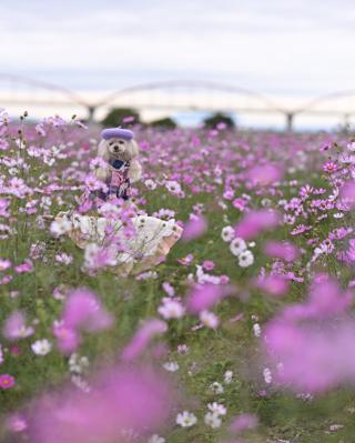 あっち向いてホイ