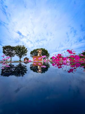 コスモス畑のリフレクション