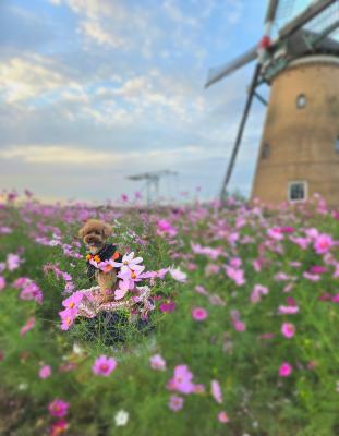コスモスと風車