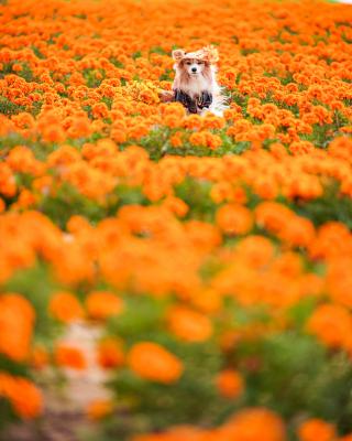 麦わらの帽子のきみ