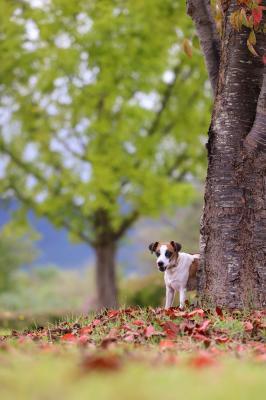 少しだけだけ秋模様