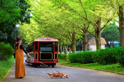 イチョウ並木で