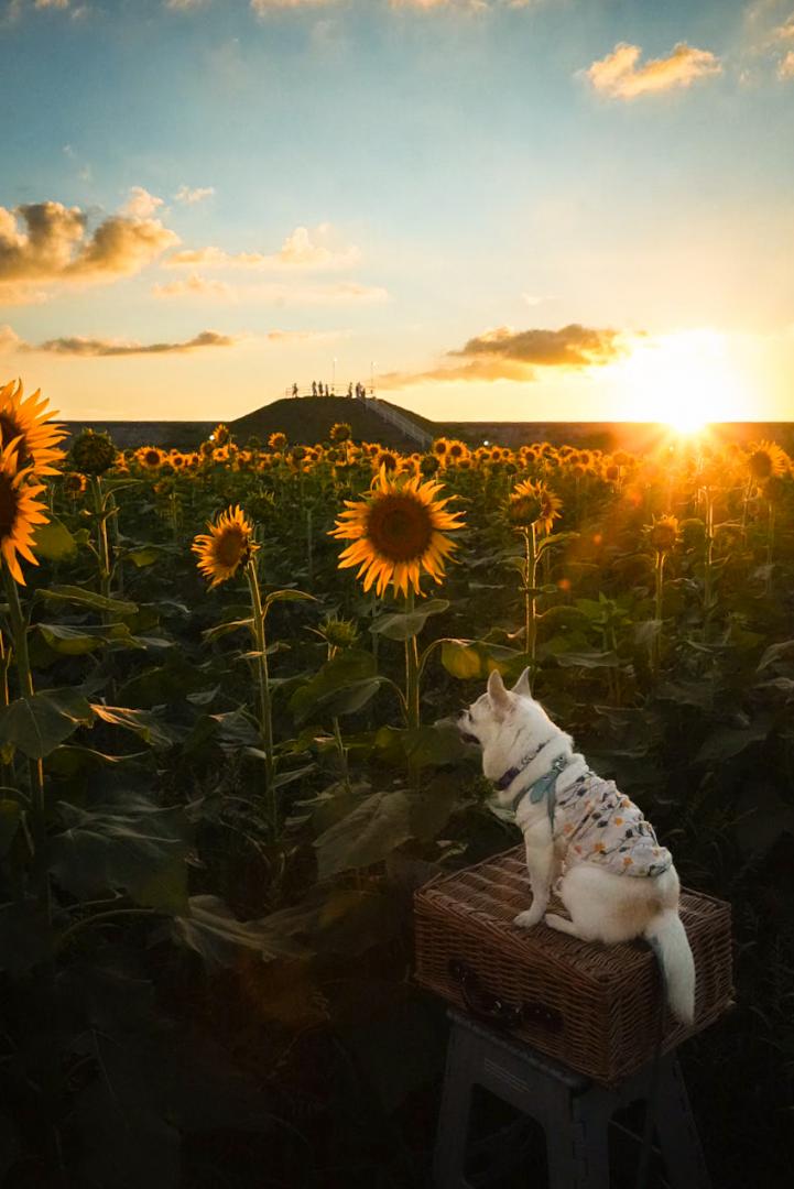 夕陽を見つめる小さな背中