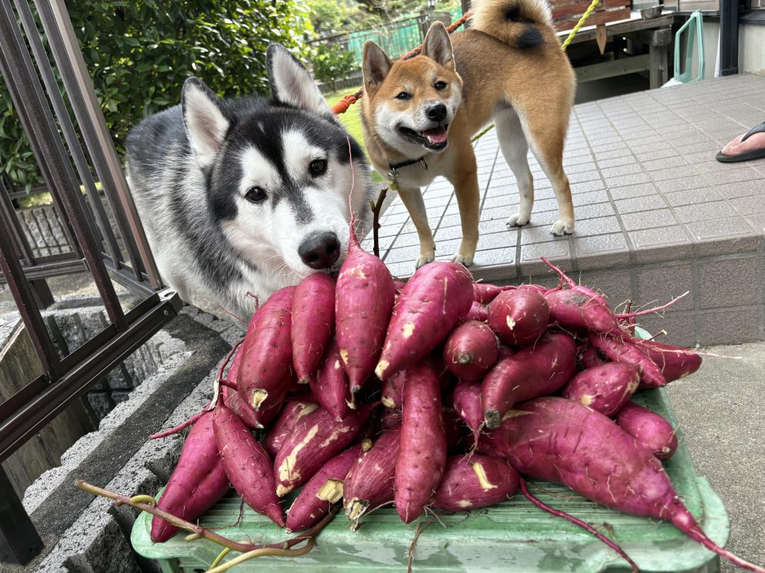 芋掘りしたよ！