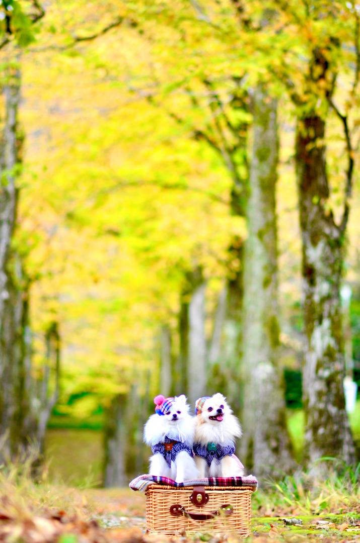 紅葉並木とルナコト