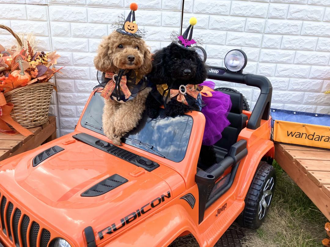 Happy Halloween 