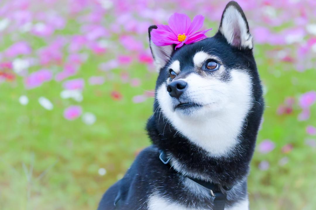 コスモスの髪飾り