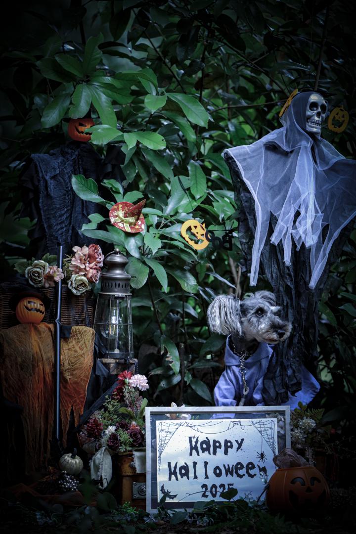 ダークHalloween