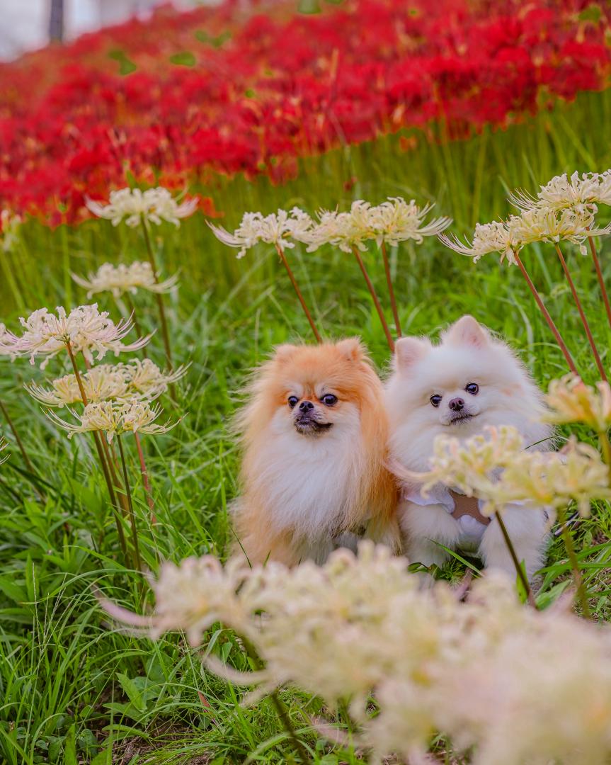 曼珠沙華とイチとコッペ