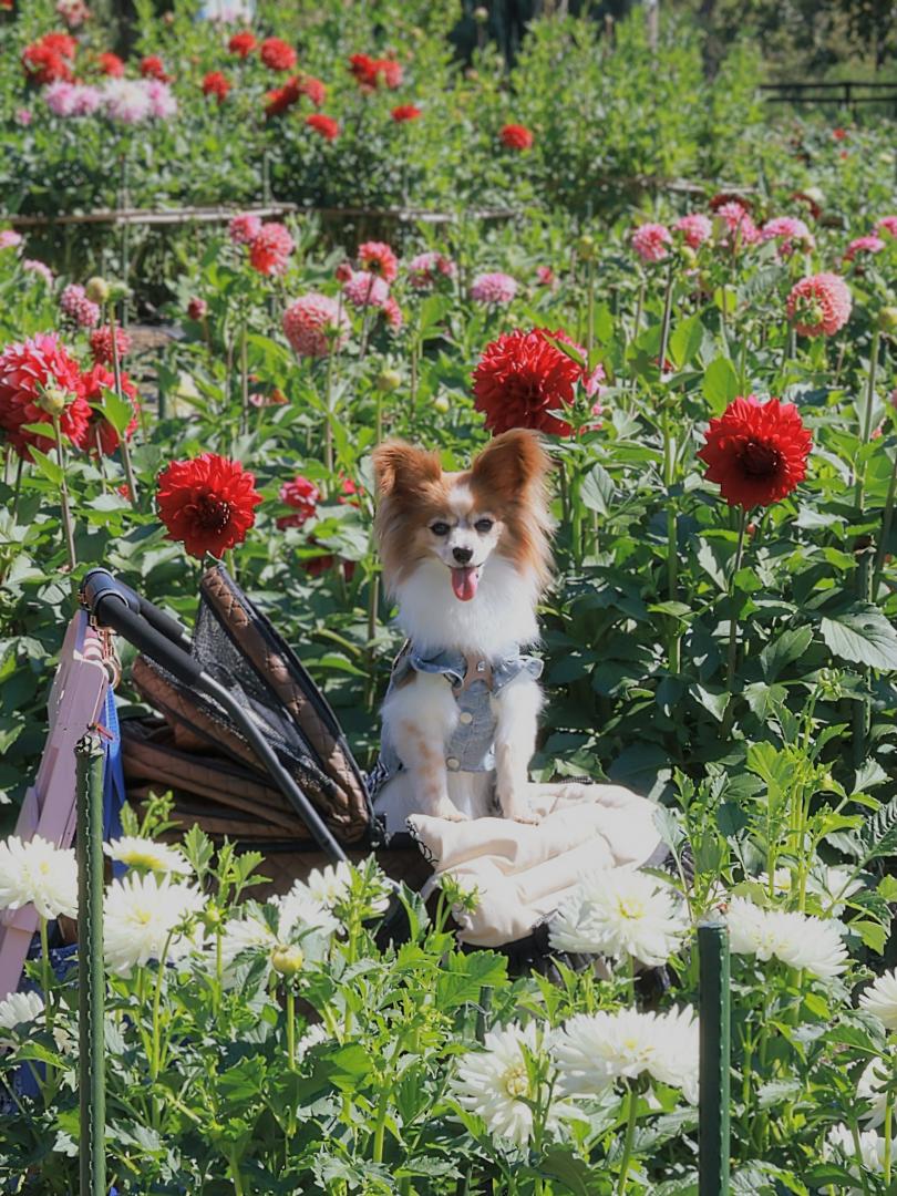 ダリヤ園へお出かけ✨