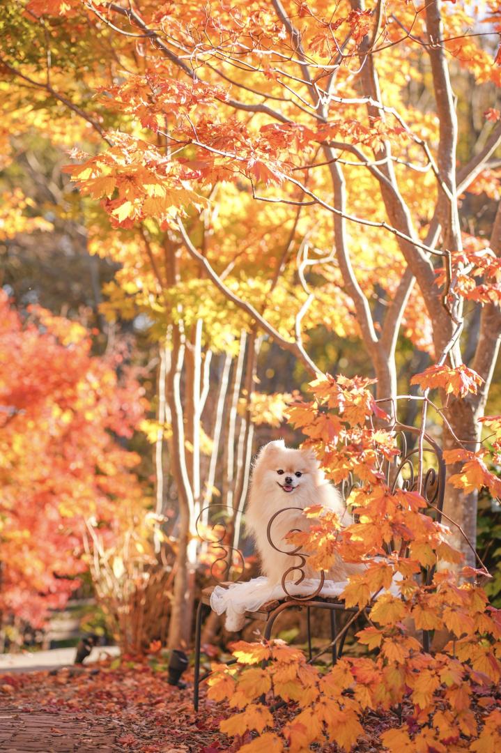 紅葉の陰から