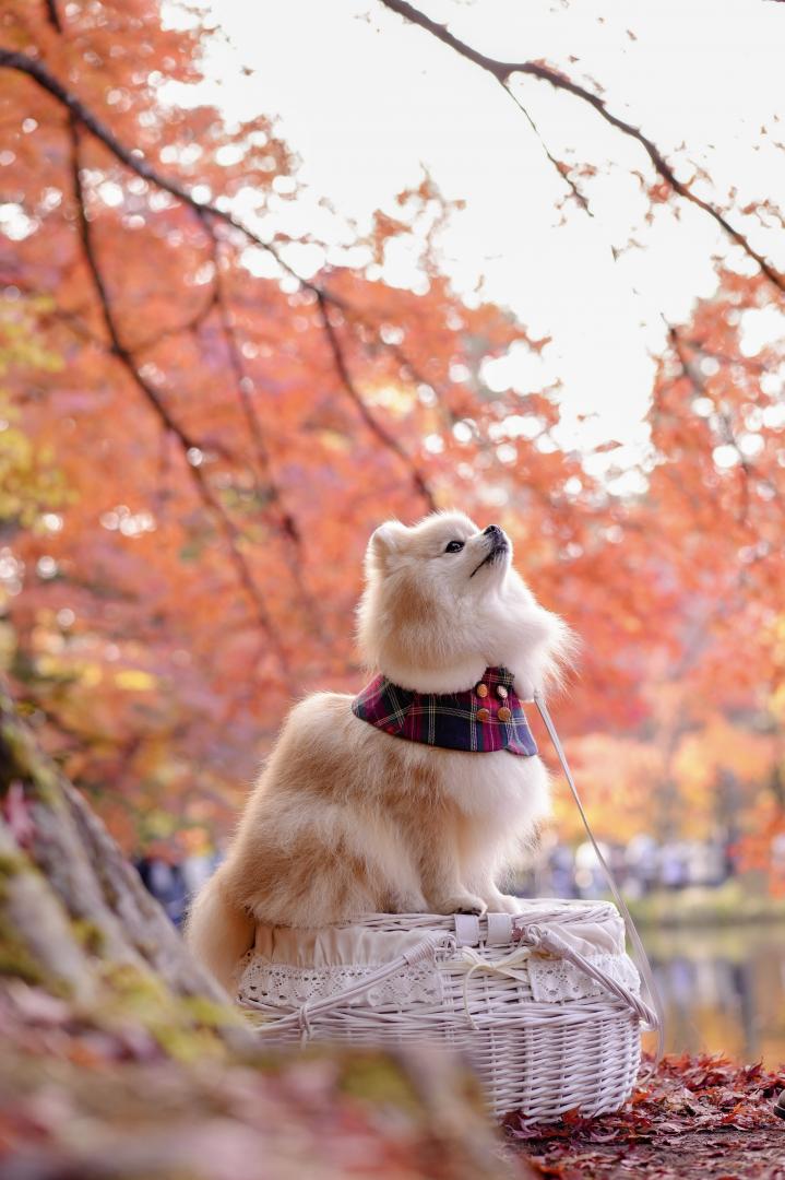 赤い紅葉の絨毯の上で
