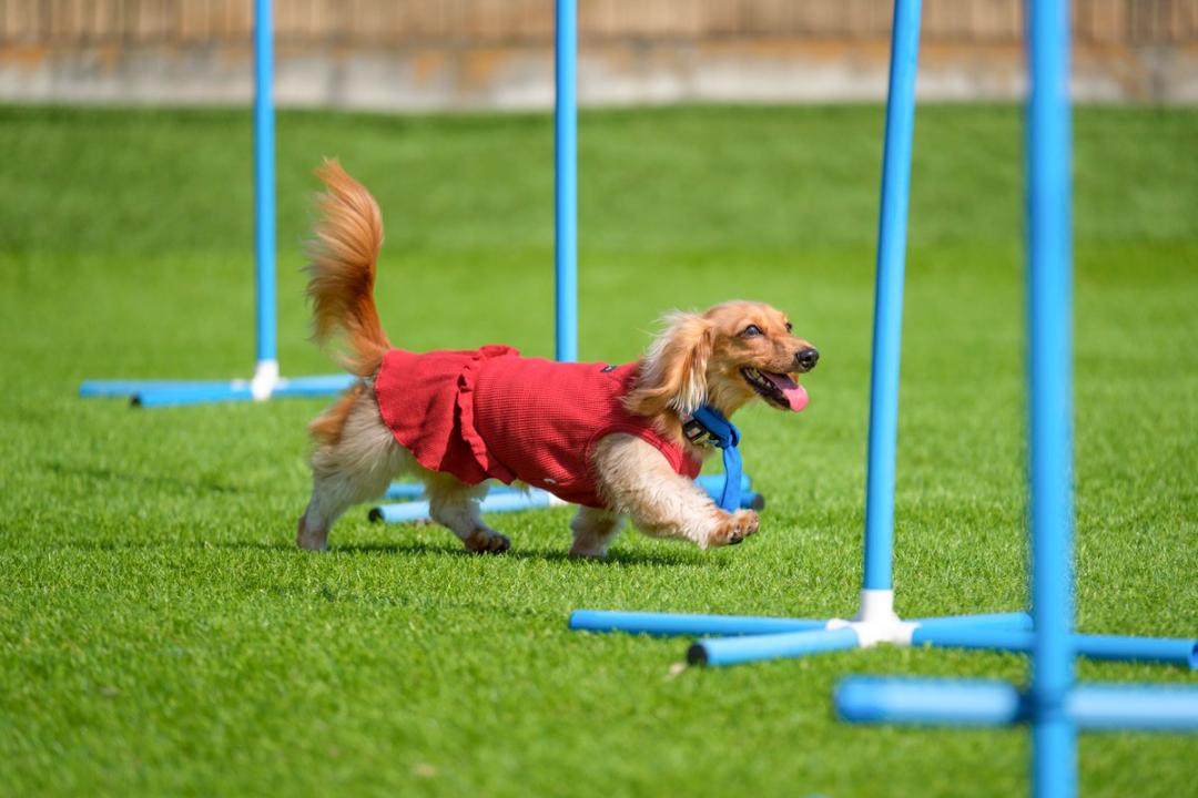 秋の大運動会