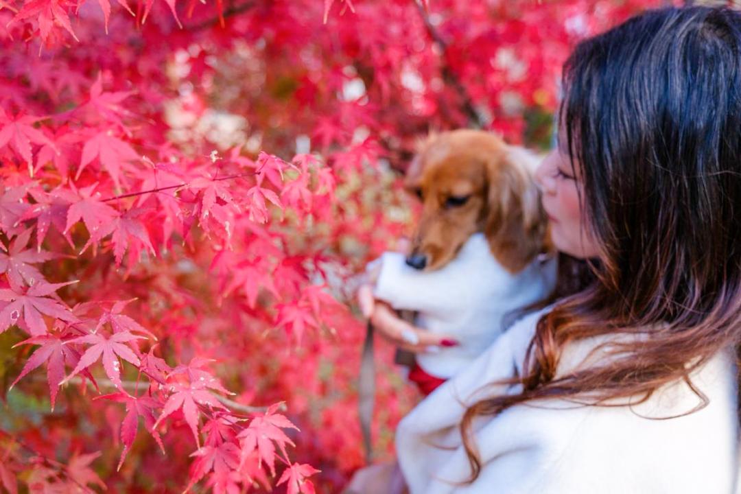 真っ赤な紅葉(もみじ）
