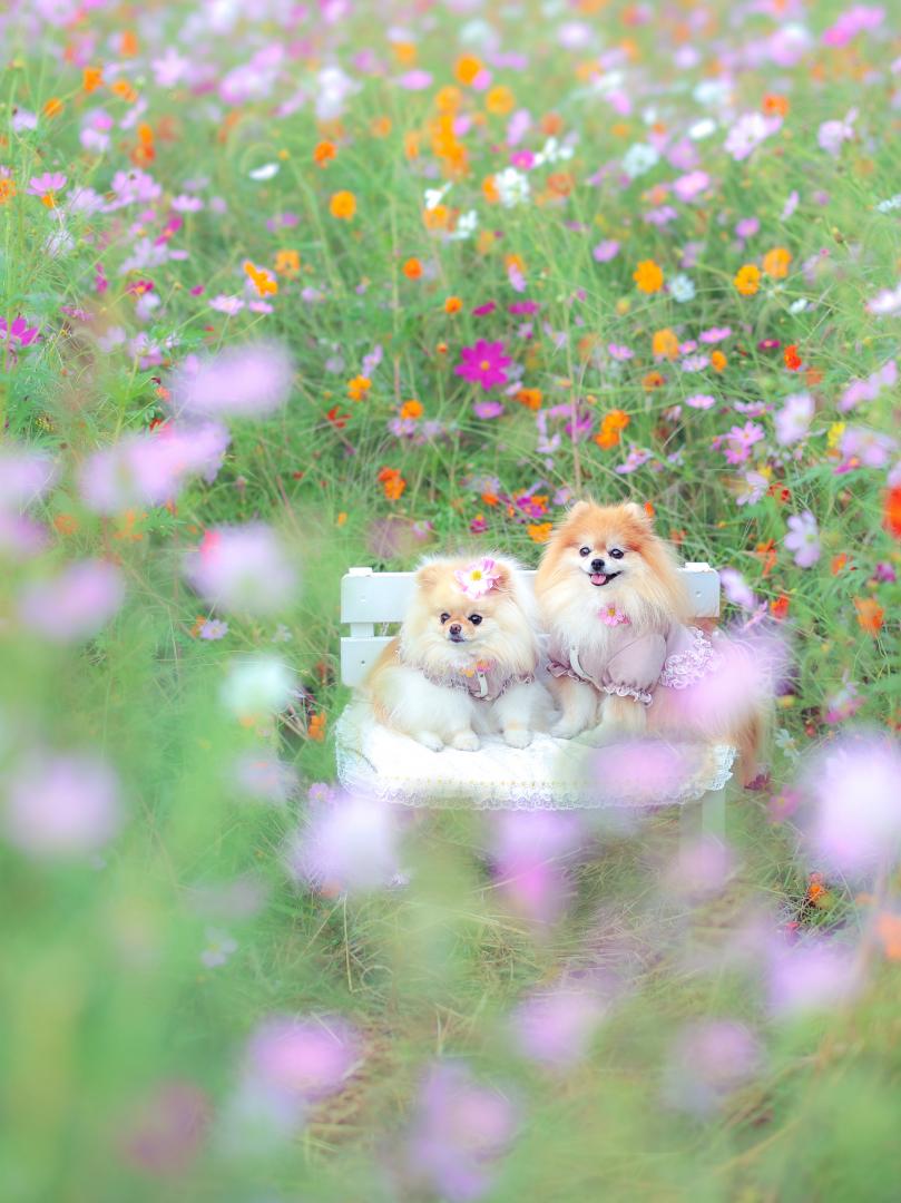 カラフルコスモス