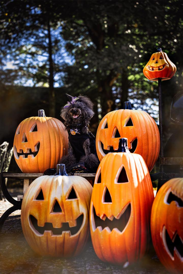 Trick or Treat！