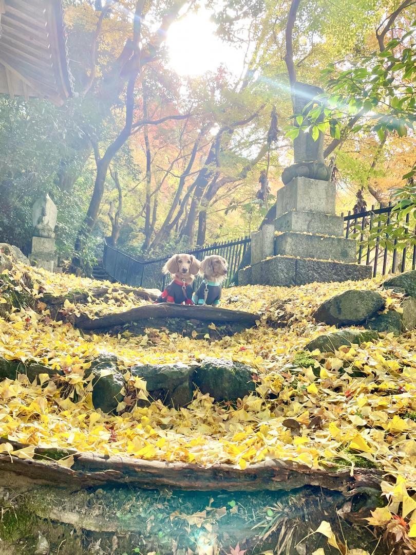 金色の朝