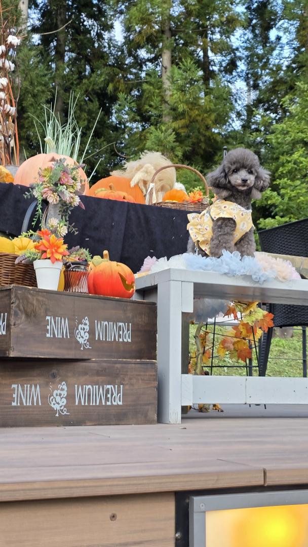ハロウィン