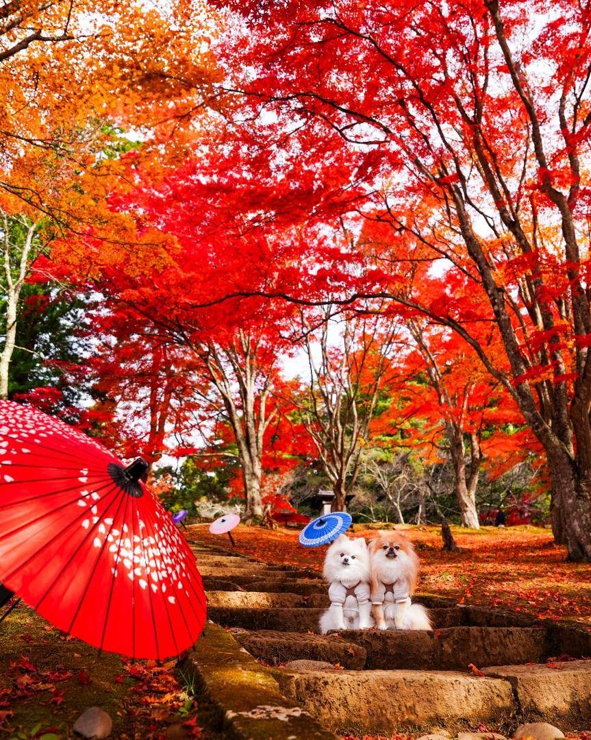 紅葉とイチとコッペ