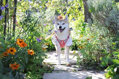 光輝く花園