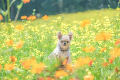 キバナコスモスとレモンブライト