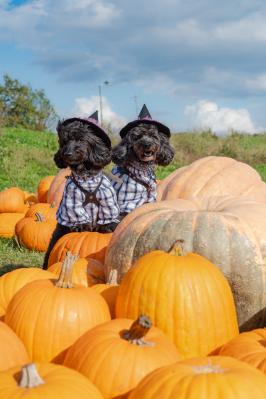 おやつくれないと魔法かけちゃうぞ！