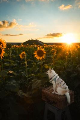 夕陽を見つめる小さな背中