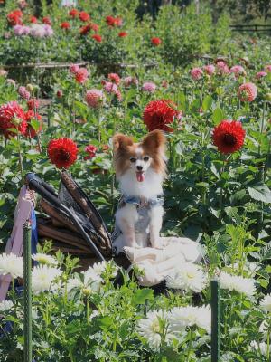 ダリヤ園へお出かけ✨