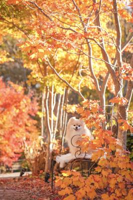 紅葉の陰から