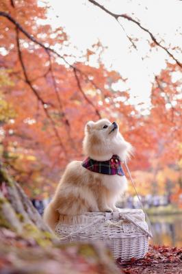 赤い紅葉の絨毯の上で