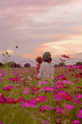 夕焼けに染まるコスモス