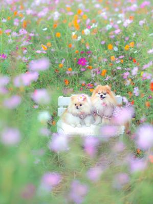 カラフルコスモス