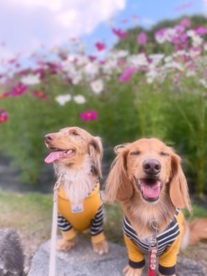 お花の香りにうっとり