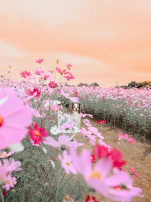 あきのそらとコスモスと