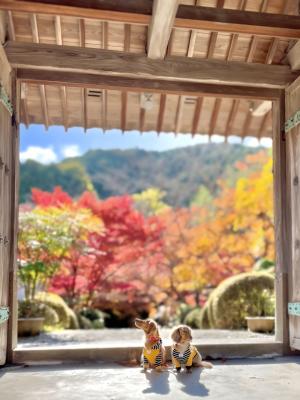 山門の額縁紅葉