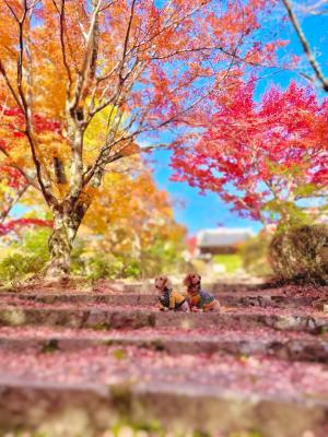 赤く染まる敷き紅葉とティーノア