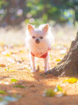 キラキラの金木犀の絨毯