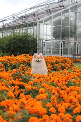 マリーゴールド