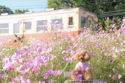 小湊鉄道と秋桜と