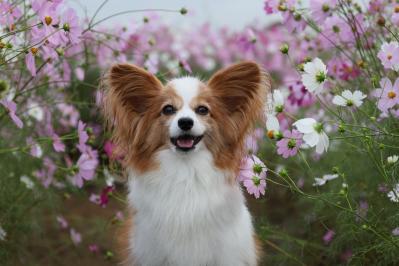 小雨降る秋桜畑