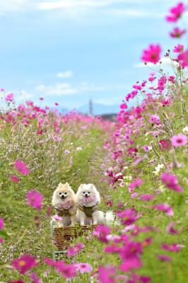 秋桜が続く小径