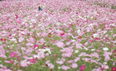 一面のコスモス畑