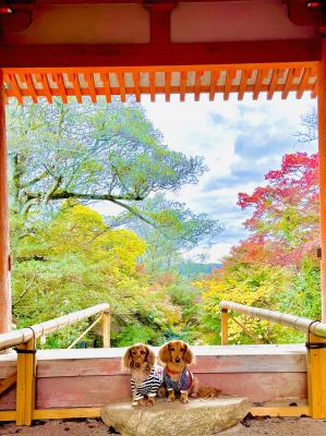 山門から見る紅葉