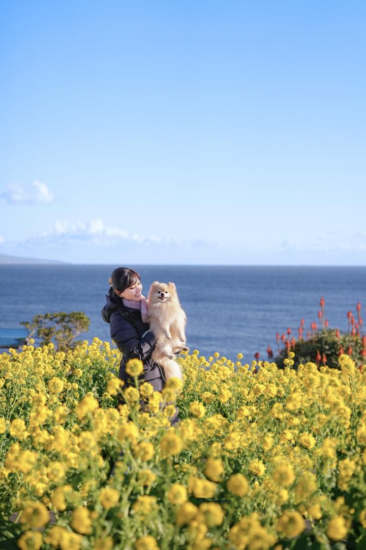一面の菜の花と海