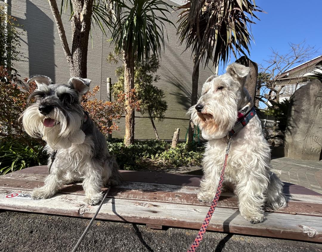 冬なの日差しポカポカ