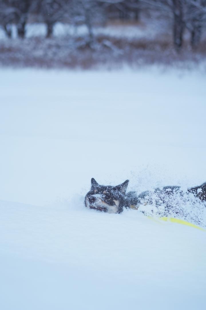 雪の中を泳ぐ犬