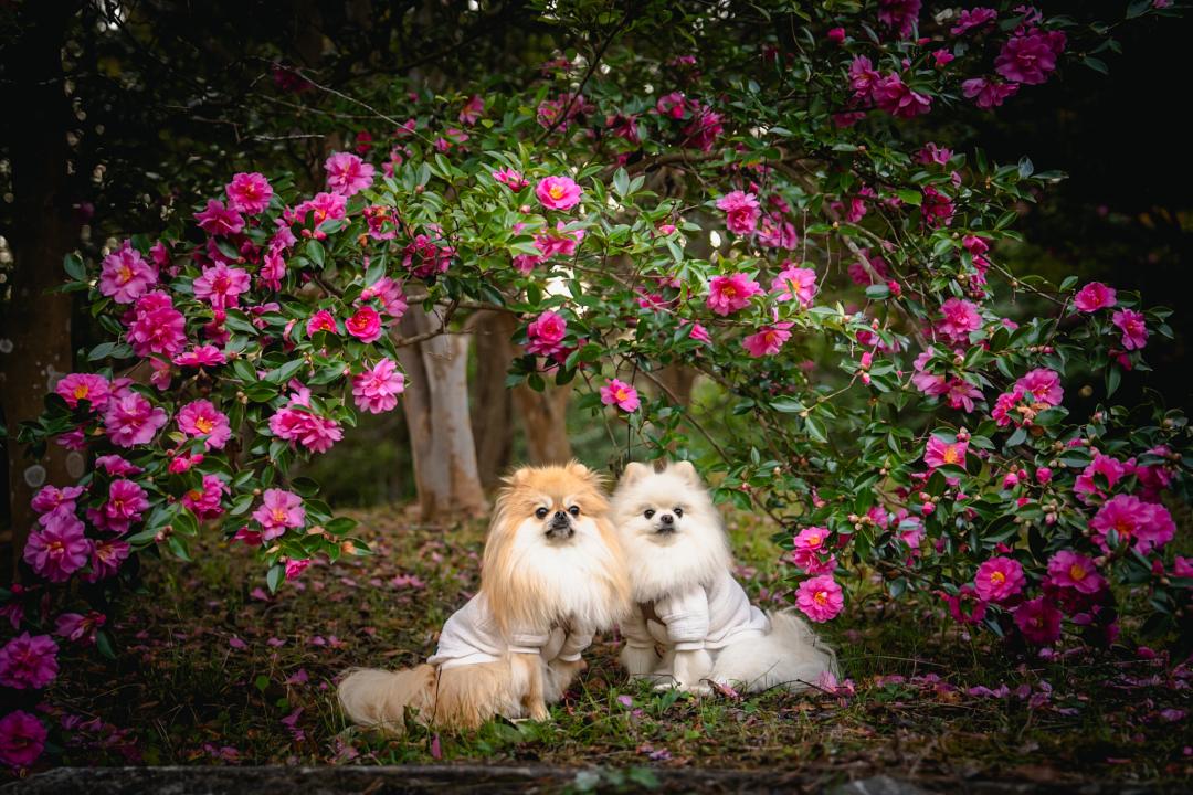 さざんかのトンネルを抜けて